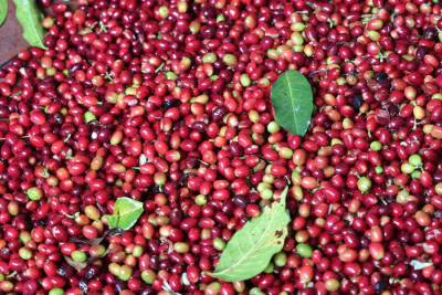 c033.jpg