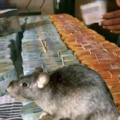 Rats xx.jpg